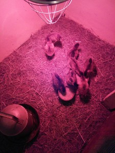 Welsummer Chicks